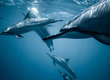 华体会官网入口-官方：若昂·佩德罗对利兹联的挑射当选切尔西2月最佳进球